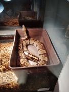 ilustracja do wpisu 
Wycieczka do Muzeum Przyrody